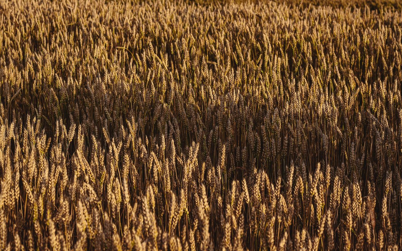 Illustrative stock photo: Golden wheat growing in a field.