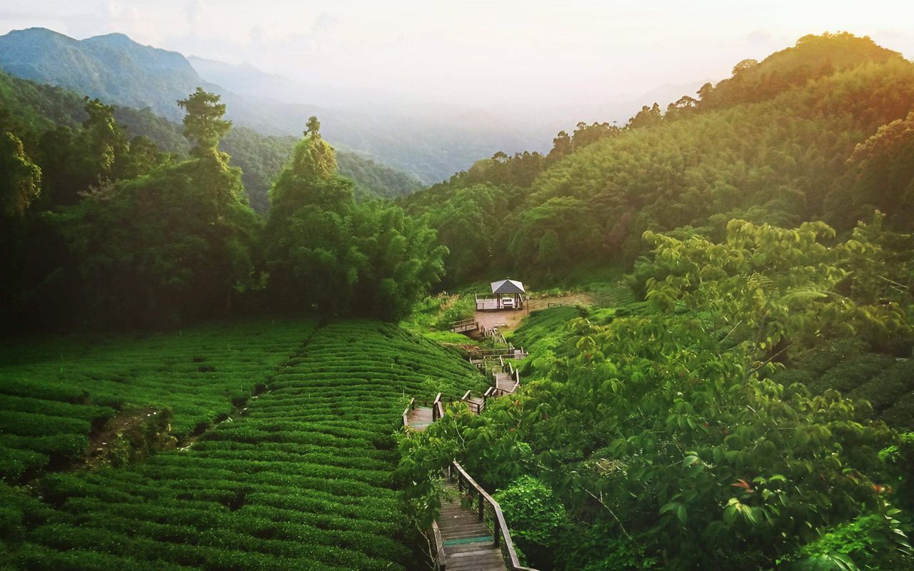 Illustrative stock photo: Tea fields and a pathway among forested hills.
